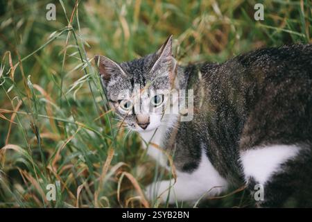 A curious tabby cat with striking blue eyes peeks through tall green grass, intently focused on something unseen. The cat's fur blends with its natura Stock Photo