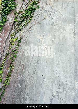 Green ivy vines grow against a weathered concrete wall, creating a natural, rustic look. The contrast between the vibrant leaves and the worn surface Stock Photo