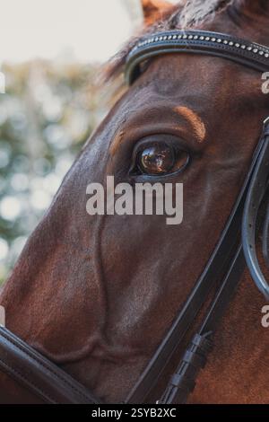 A detailed close up of a horse eye reflecting its surroundings, with focus on the intricately adorned bridle. The brown coat and leather create a rich Stock Photo