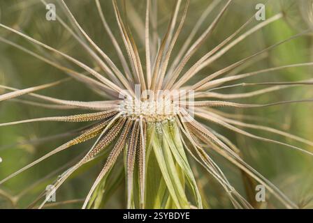 Western salsify (Tragopogon dubius) - Large dandelion, Close Up, Raunheim, Hesse, Germany, Europe Stock Photo