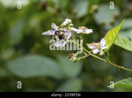 Bumblebee (Bombus) sitting on a blackberry blossom (Rubus), Saxony, Germany, Europe Stock Photo