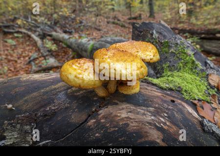 Goldfell Schueppling (Pholiota aurivella), fruiting body on a dead trunk of a copper beech (Fagus sylvatica) lying on the ground, dead wood, Hainich N Stock Photo