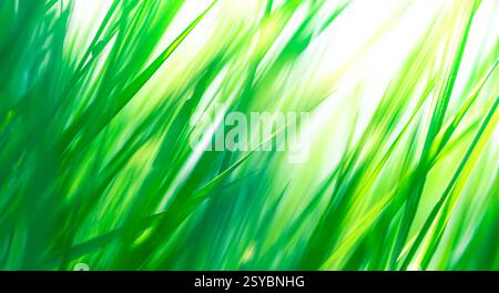 green natural abstract background with blurred grass and sun Stock Photo