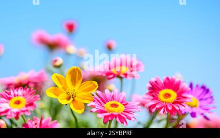 vibrant and colorful spring daisy flowers, bright blue sky background Stock Photo