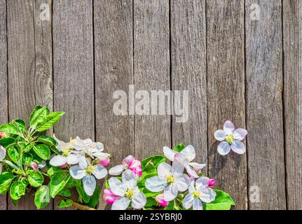 Branches of flowering apple on a wood table, spring background Stock Photo