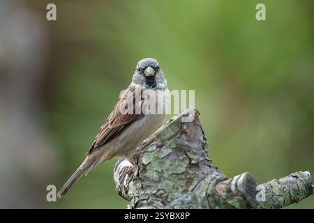 House sparrow (Passer domesticus), male, in winter plumage, sits on a cut tree trunk, looking straight into the camera. Blurred green background Stock Photo