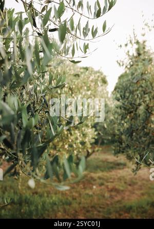 Sunny morning in olive garden Stock Photo