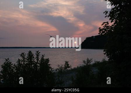 Seagull in Flight at Dusk Stock Photo