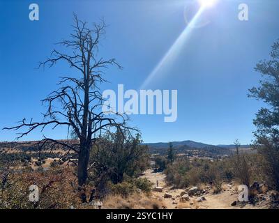 Barren tree stands against a bright sky with sun rays over dry terrain Stock Photo