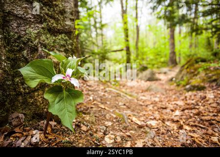 The ephemeral Painted Trillium wildflower blooms in spring Stock Photo