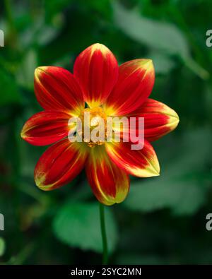 Close up of Red and Yellow Dahlia with green leaves outside Stock Photo