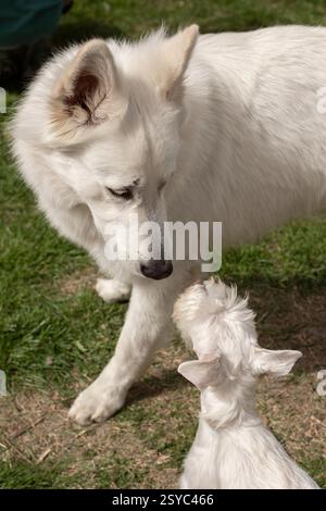 Two white dogs playing outside, miniature schnauzer and swiss shepherd Stock Photo