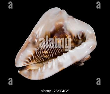 Cassis tuberosa or king helmet shell on black background Stock Photo