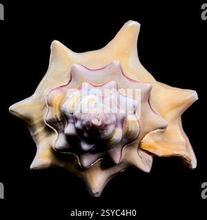 Bursa Bufonia Seashell on Black Background Stock Photo