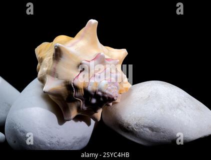 Beautiful Bursa Bufonia Seashell on Black Background Stock Photo