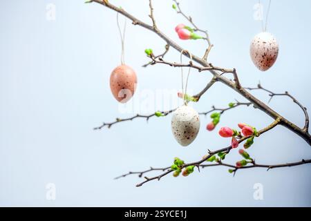 Quince branch with pink buds and hanging white and brown speckled Easter eggs against a light blue background, spring time decoration, copy space, sel Stock Photo