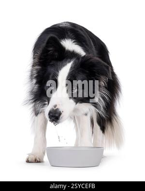 Adorable typical black and white young adult Border Collie dog, standing behind water bowl. Isolated on white background. Stock Photo