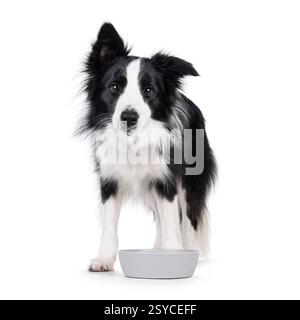 Adorable typical black and white young adult Border Collie dog, standing behind water bowl. Looking towards camera with water or drool on chin. Isolat Stock Photo