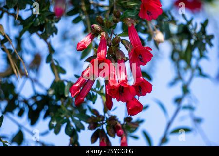 National Flower of Peru y Bolivia, Cantua buxifolia The sacred flower ...