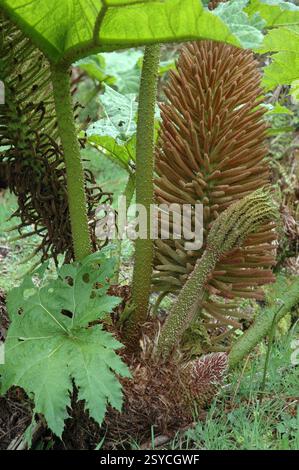 Gunnera manicata in flower. Stock Photo