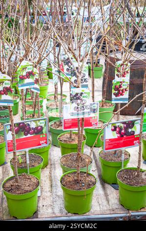 Small cherry and plum trees with information card in a garden centre Stock Photo