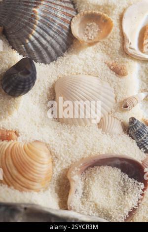 Close-up of white Seashells on Sand with Soft Light and Selective Focus Stock Photo