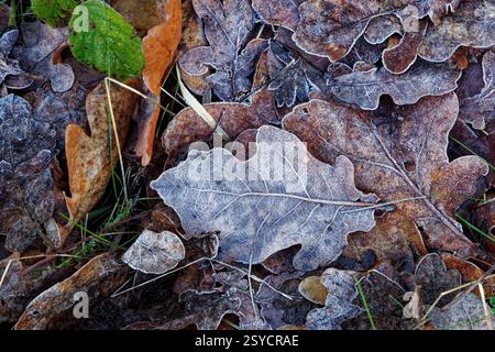 Close up of frosty leaf litter on a woodland floor. Stock Photo