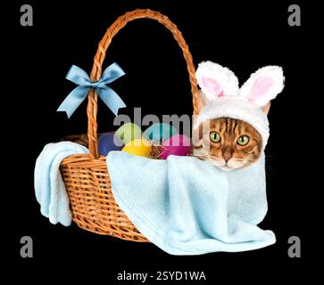 Cat with rabbit ears in basket with easter eggs isolated on black. Easter concept Stock Photo