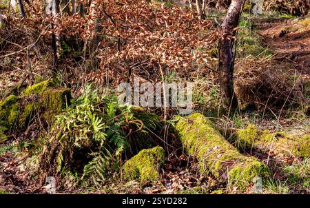 Dundee Templeton Woods has unique woodland settings with common tamarisk moss - Thuidium tamariscinum growing on trees and old tree stumps, Scotland Stock Photo