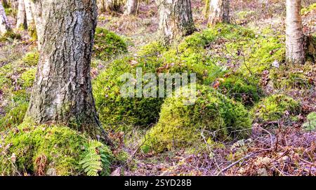 Dundee Templeton Woods has unique woodland settings with common tamarisk moss - Thuidium tamariscinum growing on trees and old tree stumps, Scotland Stock Photo