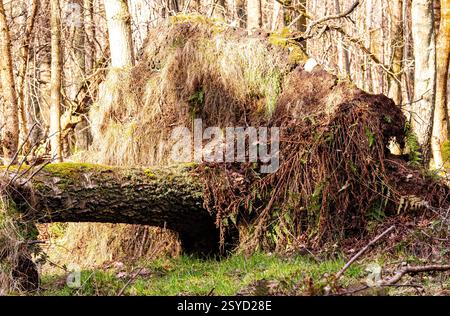 Dundee Templeton Woods has unique woodland settings with common tamarisk moss - Thuidium tamariscinum growing on trees and old tree stumps, Scotland Stock Photo