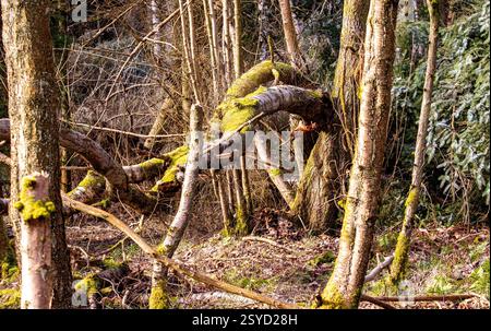 Dundee Templeton Woods has unique woodland settings with common tamarisk moss - Thuidium tamariscinum growing on trees and old tree stumps, Scotland Stock Photo