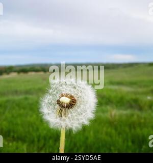 Dandelion seed head in a wind. Green background colors of spring. Selective focus image. Stock Photo