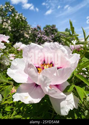 Pinkish-white flower of tree peony in a garden. Blooming paeonia shubs against blue sky on a sunny day. Stock Photo