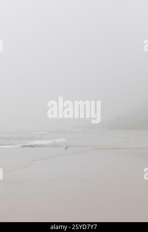 Seagull on a misty day in Lofoten Stock Photo