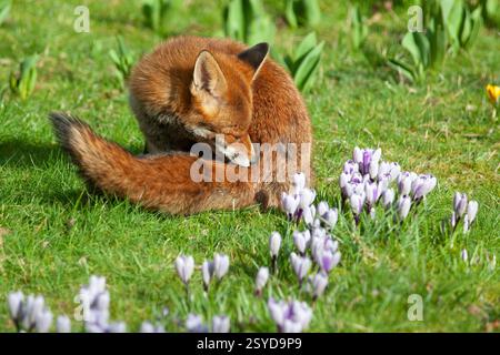 UK weather, 28 February 2025: on the last day of meteorological winter a high pressure system has created clear skies above England, giving sunny but cold weather. A dog fox that lives in a garden in Clapham, south London, grooms itself next to the crocuses flowering in the lawn. Credit: Anna Watson/17�Թ����� Live News Stock Photo