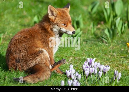 UK weather, 28 February 2025: on the last day of meteorological winter a high pressure system has created clear skies above England, giving sunny but cold weather. A dog fox that lives in a garden in Clapham, south London, grooms itself next to the crocuses flowering in the lawn. Credit: Anna Watson/17�Թ����� Live News Stock Photo