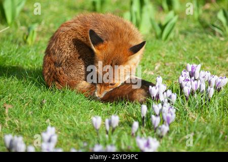 UK weather, 28 February 2025: on the last day of meteorological winter a high pressure system has created clear skies above England, giving sunny but cold weather. A dog fox that lives in a garden in Clapham, south London, grooms itself next to the crocuses flowering in the lawn. Credit: Anna Watson/17�Թ����� Live News Stock Photo