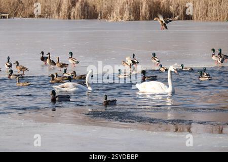 Swans and wild ducks swim in the polynya. Frozen lake in the village. Stock Photo