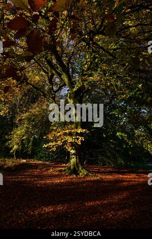 Sunlight filters through autumn beech tree leaves, casting shadows on the forest floor. Stock Photo
