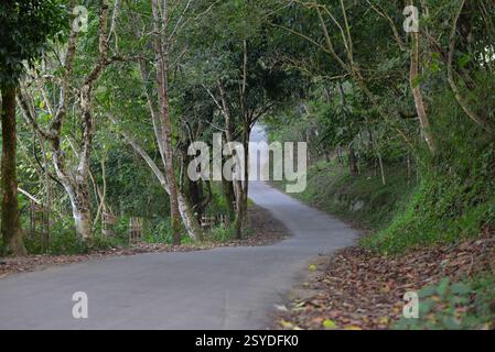 An isolated asphalt country road running through lush green trees in the woods Stock Photo