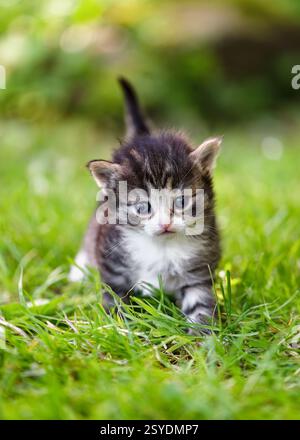 Gray, white and brown baby kitten walking in the grass and looking at camera. (Felis catus) Nature farm concept. Stock Photo