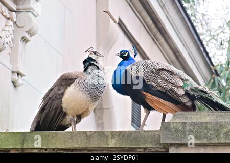 Two peacocks facing each other. Stock Photo