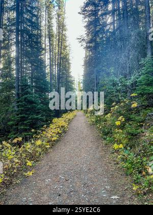A dirt trail leads through a dense evergreen forest with golden autumn leaves lining the path. Sunlight filters through the trees, creating a peaceful Stock Photo
