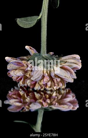 Faded Glory #1- upended flower with reflection below, against a black background Stock Photo