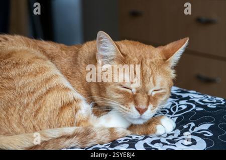 Peaceful red cat lying on the bed and sleeping. Stock Photo