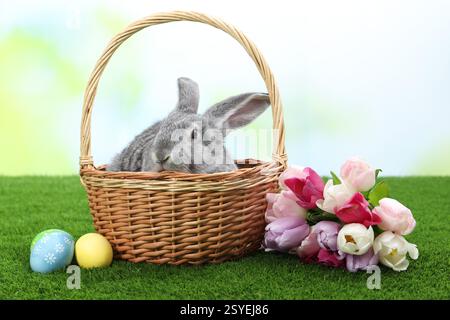 Fluffy grey rabbit in wicker basket, Easter eggs and beautiful tulips on green grass outdoors Stock Photo