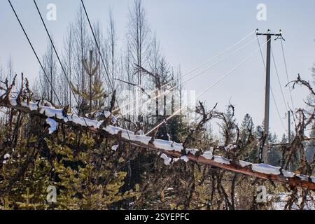 A downed power line from a fallen tree is shown Thursday, Sept. 3, 2026 ...
