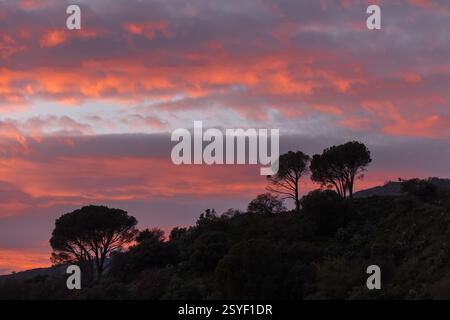Red-orange clouds on sunset sky over the tree Stock Photo
