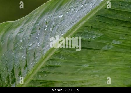 Close-up photography of some raindrops on a canna Indica leaf, captured in a farm in the eastern Andean mountains of central Colombia. Stock Photo